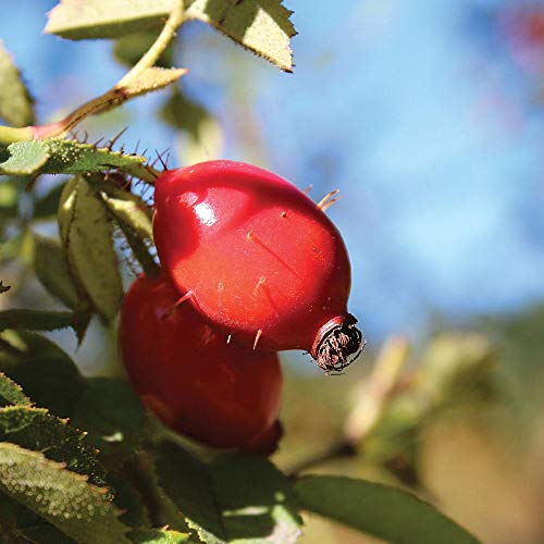 Aura Cacia Organic Skincare Petrleo