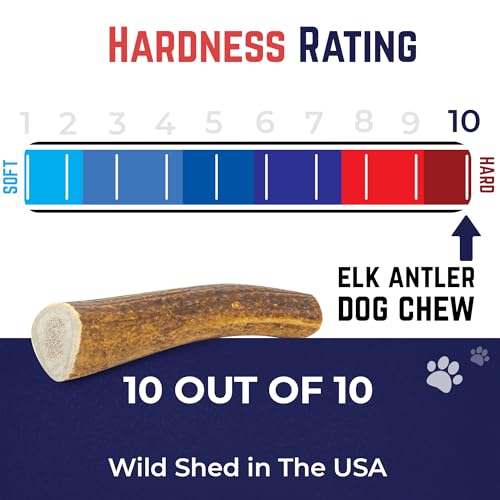 Cuernos de alce premium para perros | Todos los huesos de cuernos naturales mastican hueso de alce | saludable y de larga duración para masticadores agresivos | Salvaje en Estados Unidos – Propiedad de veteranos