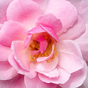 L'Occitane Rose Shower Gel Enriched with Rosa Centifolia Water from Provence, 8.4 fl. oz.