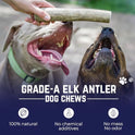 Cuernos de alce premium para perros | Todos los huesos de cuernos naturales mastican hueso de alce | saludable y de larga duración para masticadores agresivos | Salvaje en Estados Unidos – Propiedad de veteranos