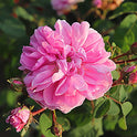 L'Occitane Rose Shower Gel Enriched with Rosa Centifolia Water from Provence, 8.4 fl. oz.