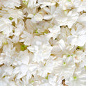 Sung by Alfred Sung Eau De Toilette en spray