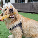 Hotspot Pets - Tiras de tráquea para perros de 15,24 cm (15,24 cm)